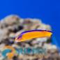 Mobile Preview: Pseudochromis aldabraensis Aldabra-Zwergbarsch Nachzucht